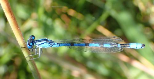 Enallagma cyathigerum